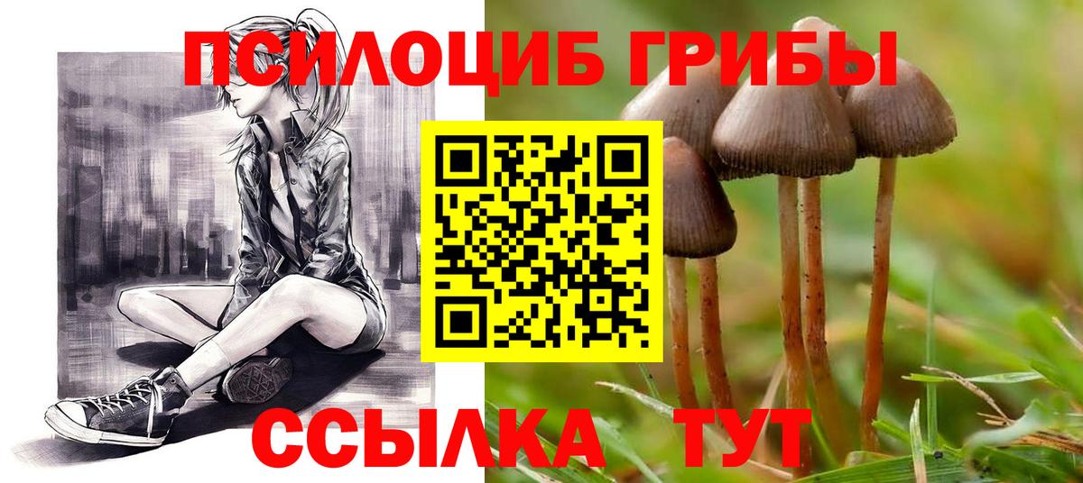 Псилоцибиновые грибы Cubensis Сосновый Бор